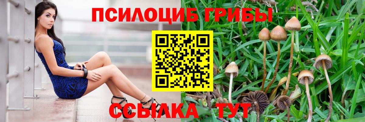 Псилоцибиновые грибы мицелий Новокуйбышевск